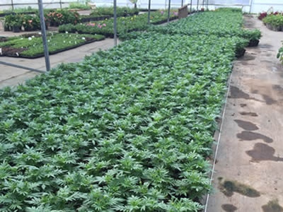 Mantenimiento de jardines Guadalajara